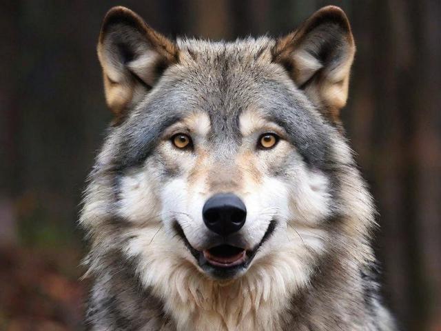 狼来了反复反转:网友善良成武器